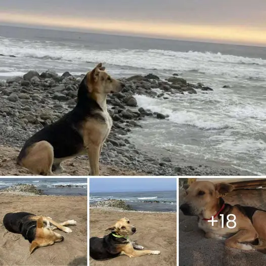The Faithful Dog Who Waits at the Shore for a Master Who Will Never ...