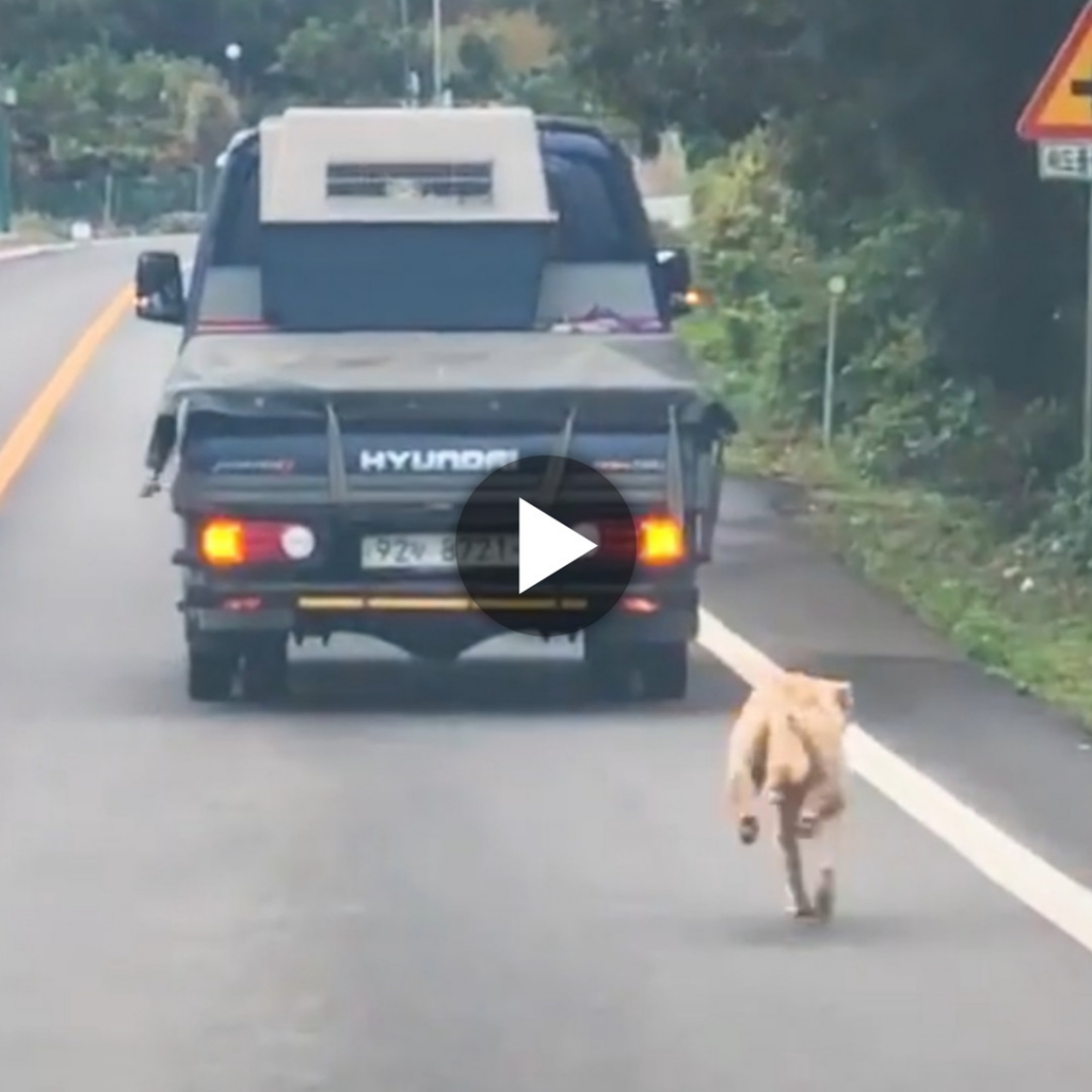 The Unwavering Love of a Mother Dog 2: Chasing a Truck to Save Her Pup ...