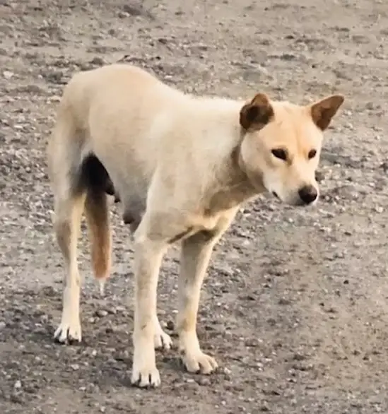 The Unwavering Love of a Mother Dog: Chasing a Truck to Save Her Pup's ...