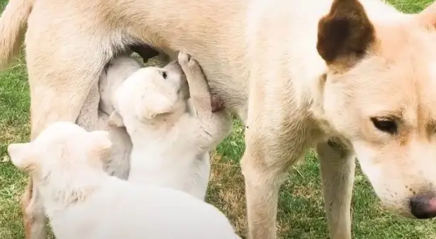 The Unwavering Love of a Mother Dog 2: Chasing a Truck to Save Her Pup ...