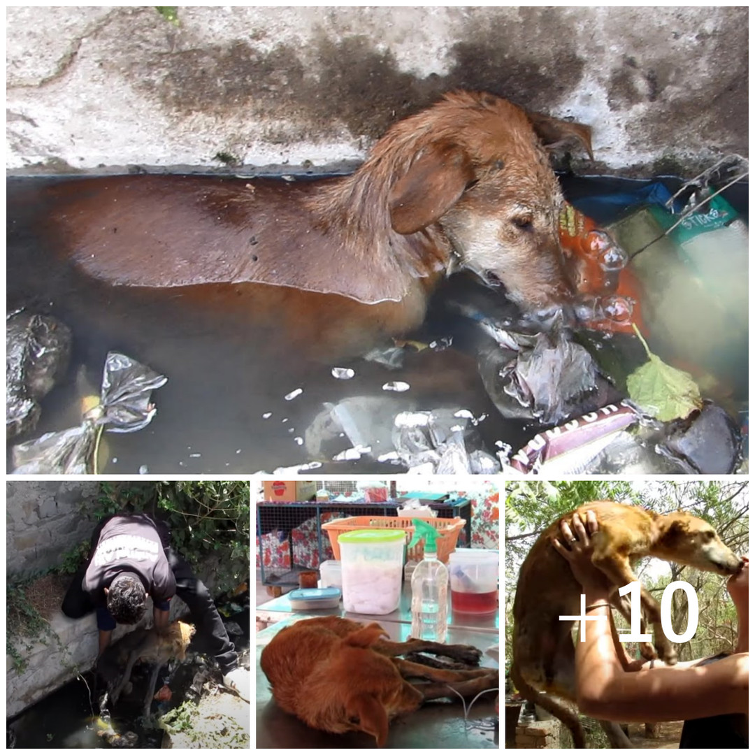 Heartbreaking sight: An abandoned dog found sleeping in a puddle in a ...