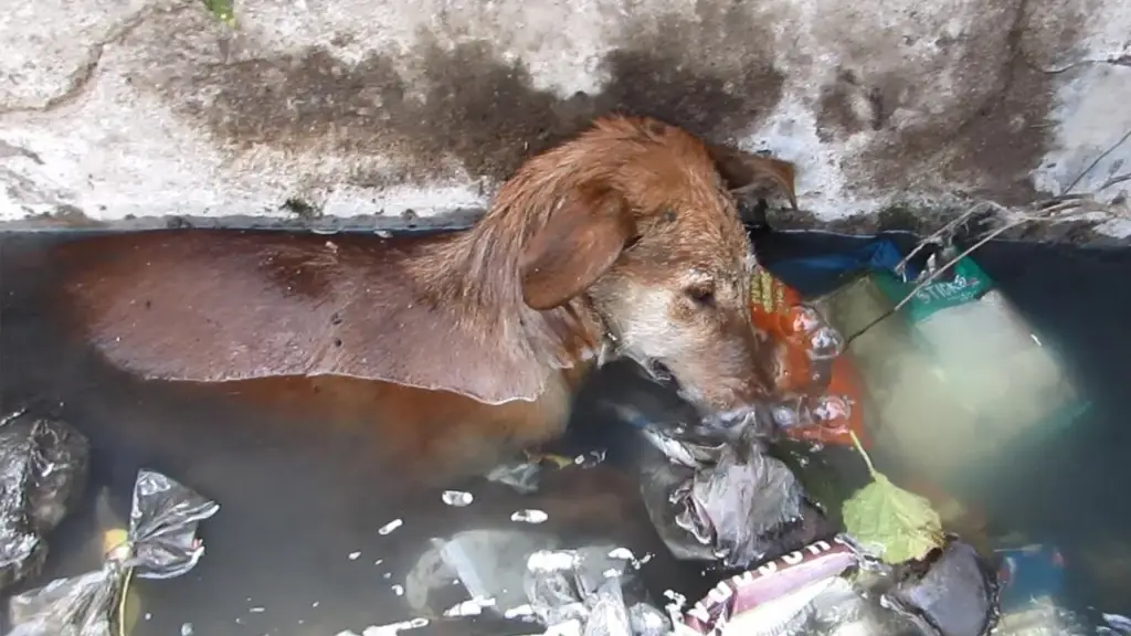 Heartbreaking sight: An abandoned dog found sleeping in a puddle in a ...