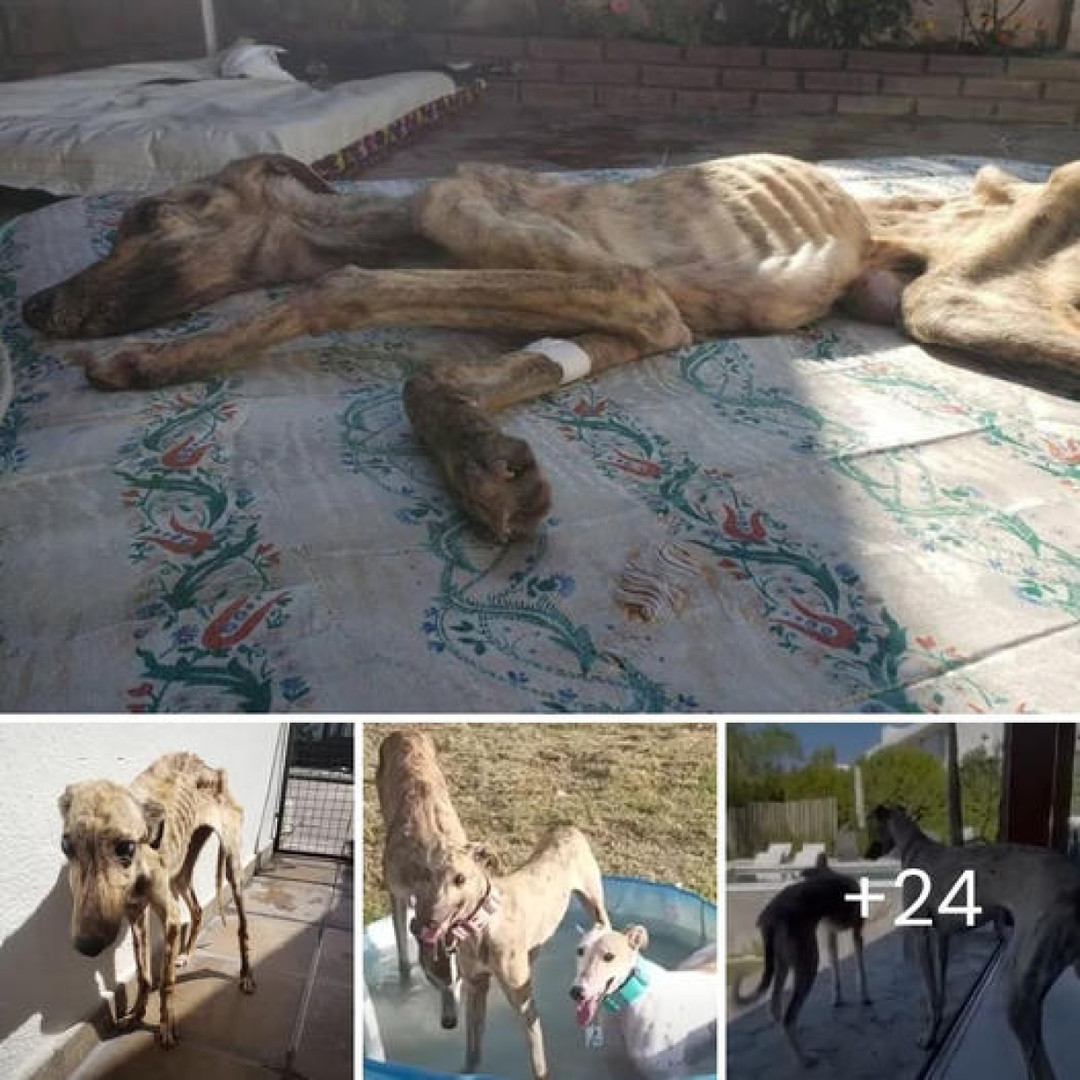 Picture of It broke my heart to see him having to eat insects to survive – It was ...