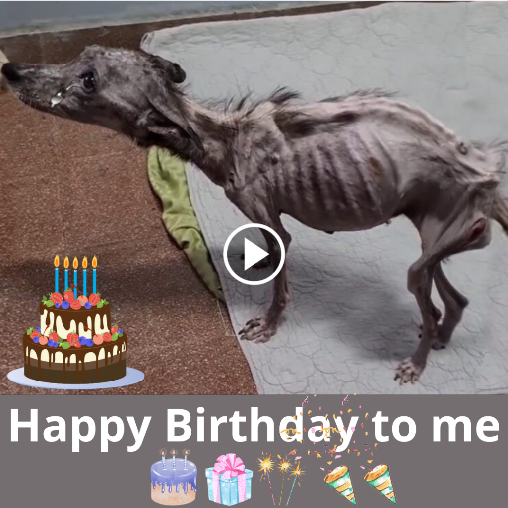 A Heartfelt Birthday Wish for a Mistreated Dog - Floor Cleaning Tools LLC