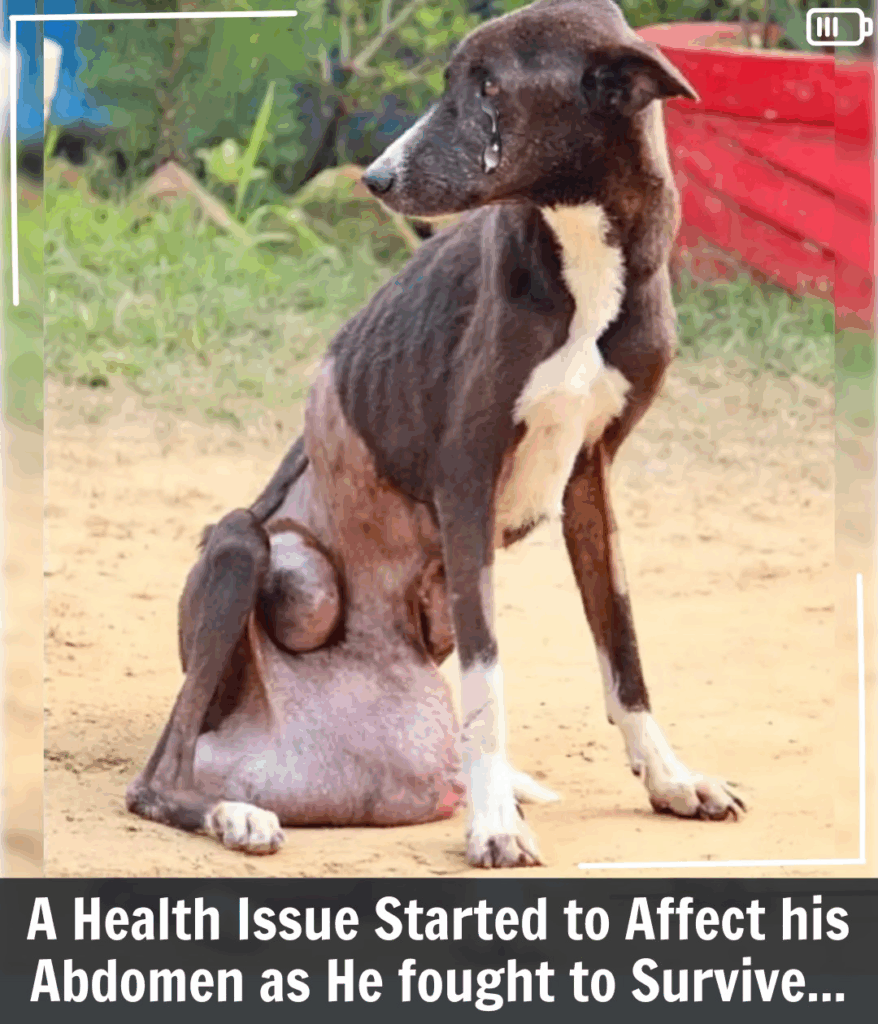 A Decade of Agony: Aged Stray Dog Afflicted by Enormous Tumor, Enduring Pain and Desperation, Sadly Unassisted. p4