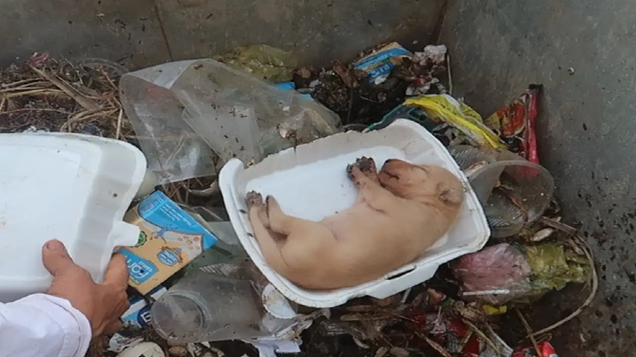 From Despair to Joy: A Heartwarming Puppy Rescue Story - A skinny puppy ...