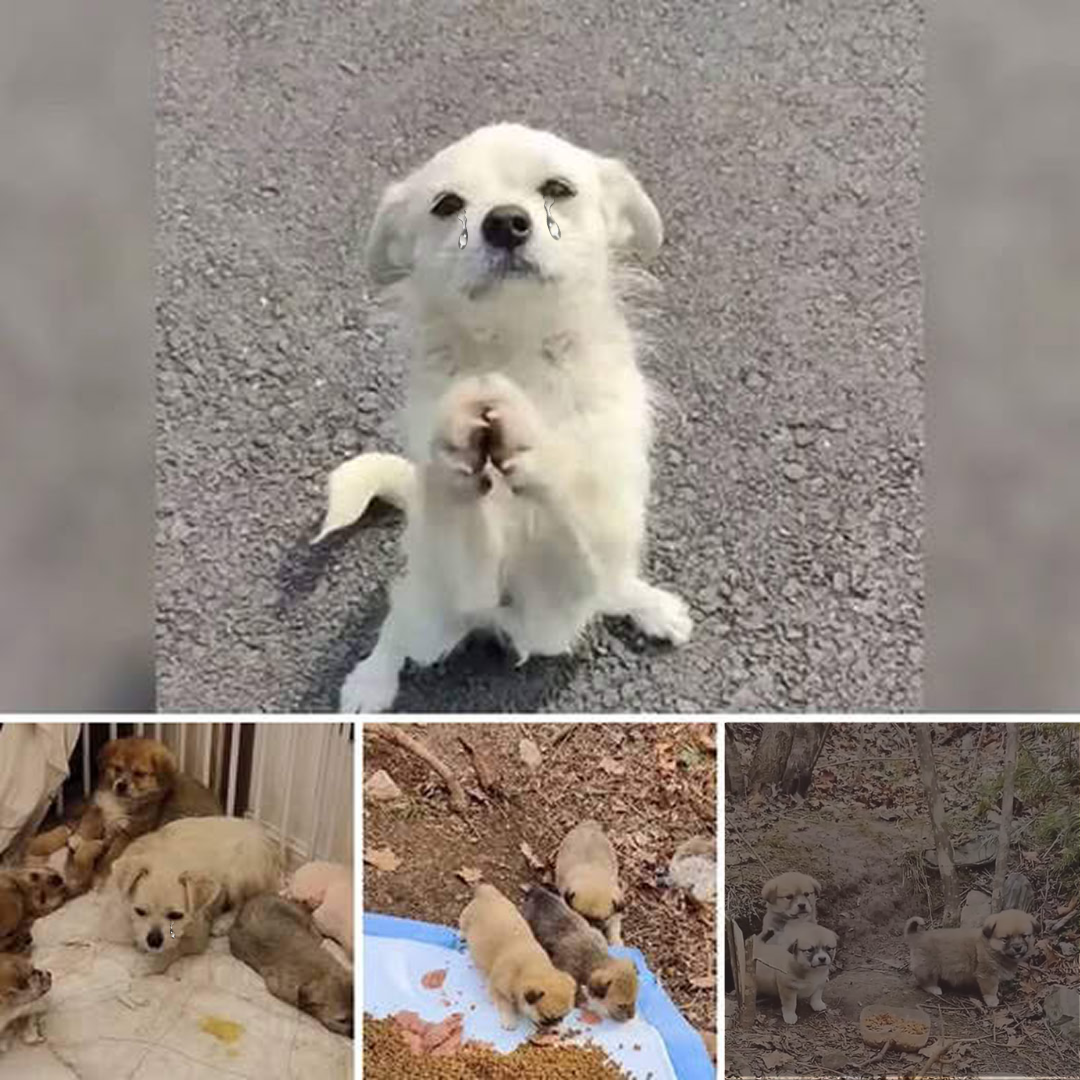 A Mother’s Unbreakable Love: The Stray Dog Who Stopped Traffic to Save ...