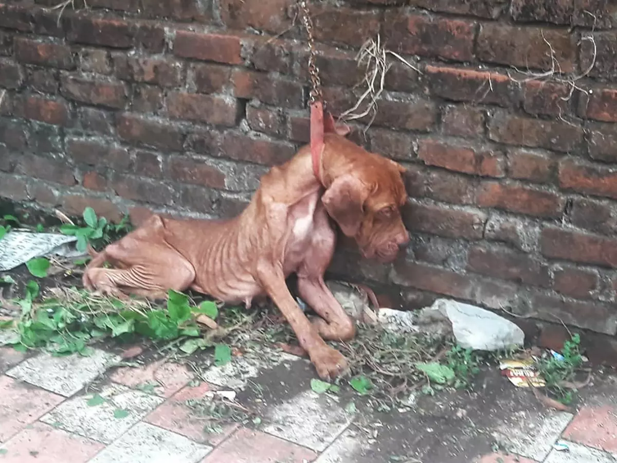 A Heartwarming Rescue: From Despair to a Life of Love and Hope - Floor ...