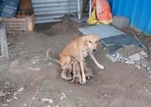 Starving and Desperate, a Mother Dog Pleads for Help While Caring for ...