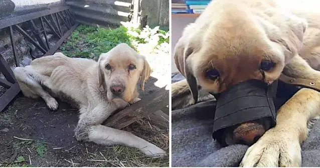 Chained Dogs Left Behind: One’s Journey to Recovery and a New Home ...