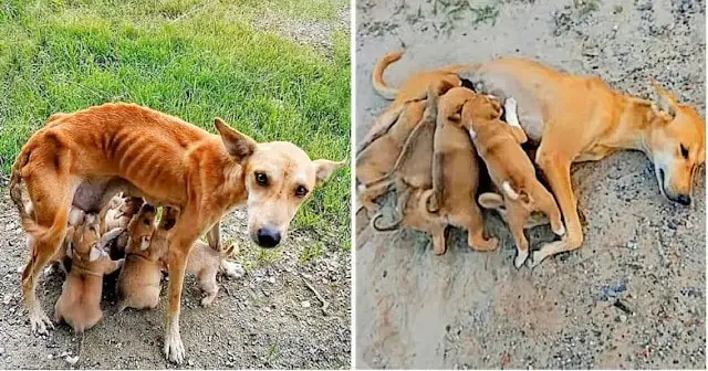 Starving and Desperate, a Mother Dog Pleads for Help While Caring for ...