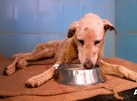 From Despair to Healing: The Story of a Stray Dog’s Rescue - Floor ...
