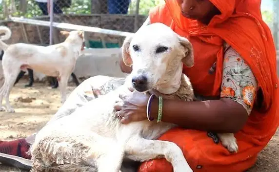 From Despair to Healing: The Story of a Stray Dog’s Rescue - Floor ...