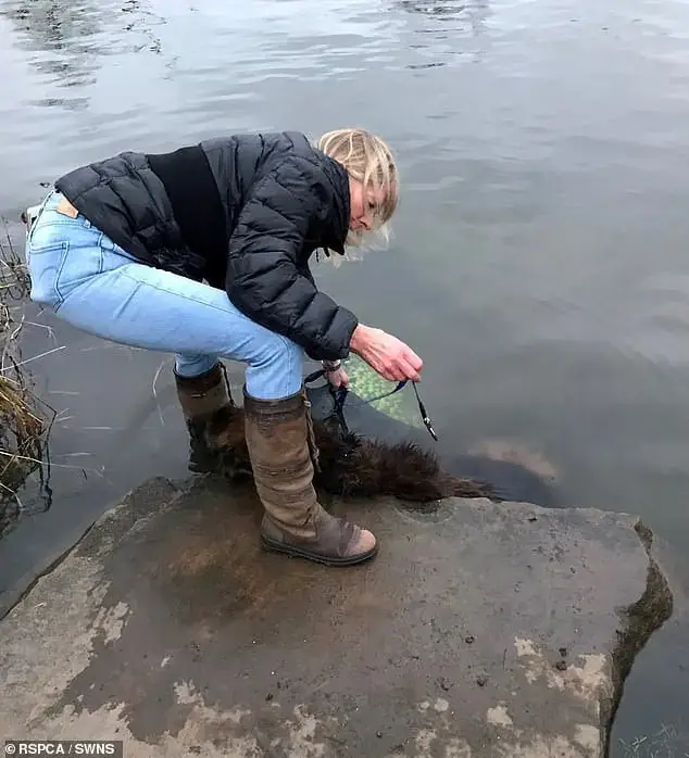 Heartwarming Tale: Abandoned Dog Tied to Rock in River Finds Sanctuary ...