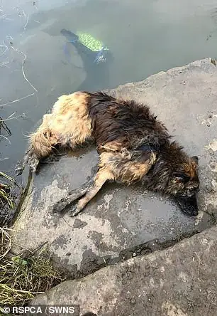 Heartwarming Tale: Abandoned Dog Tied to Rock in River Finds Sanctuary ...