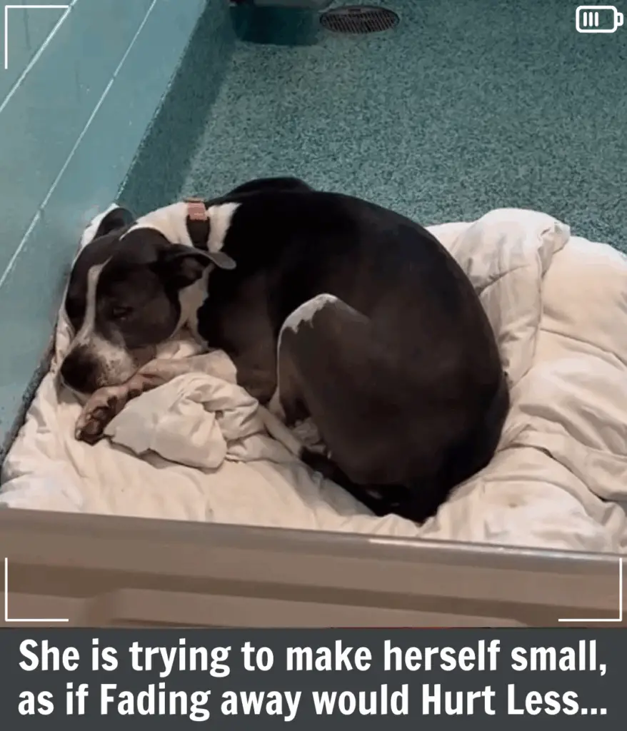 Senior Shelter Dog Deja: Waiting Nearly Three Years for Her Forever Family
