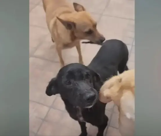 From Shadows to Sunshine: The Resilient Journey of a Neglected Dog’s ...