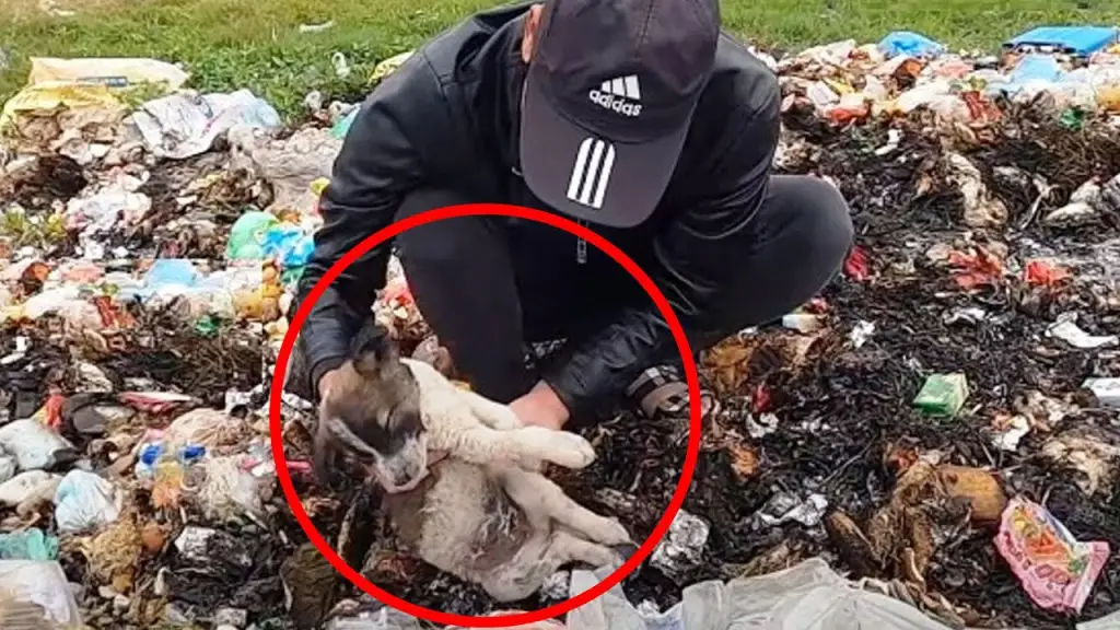 Thrown in the Trash to Die, This Puppy’s Heartbreaking Start Ends in a ...