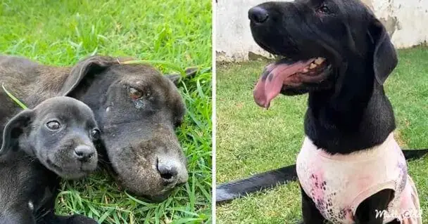 From Desperation to Joy: Paola the Mother Dog and Her Puppies Find a ...