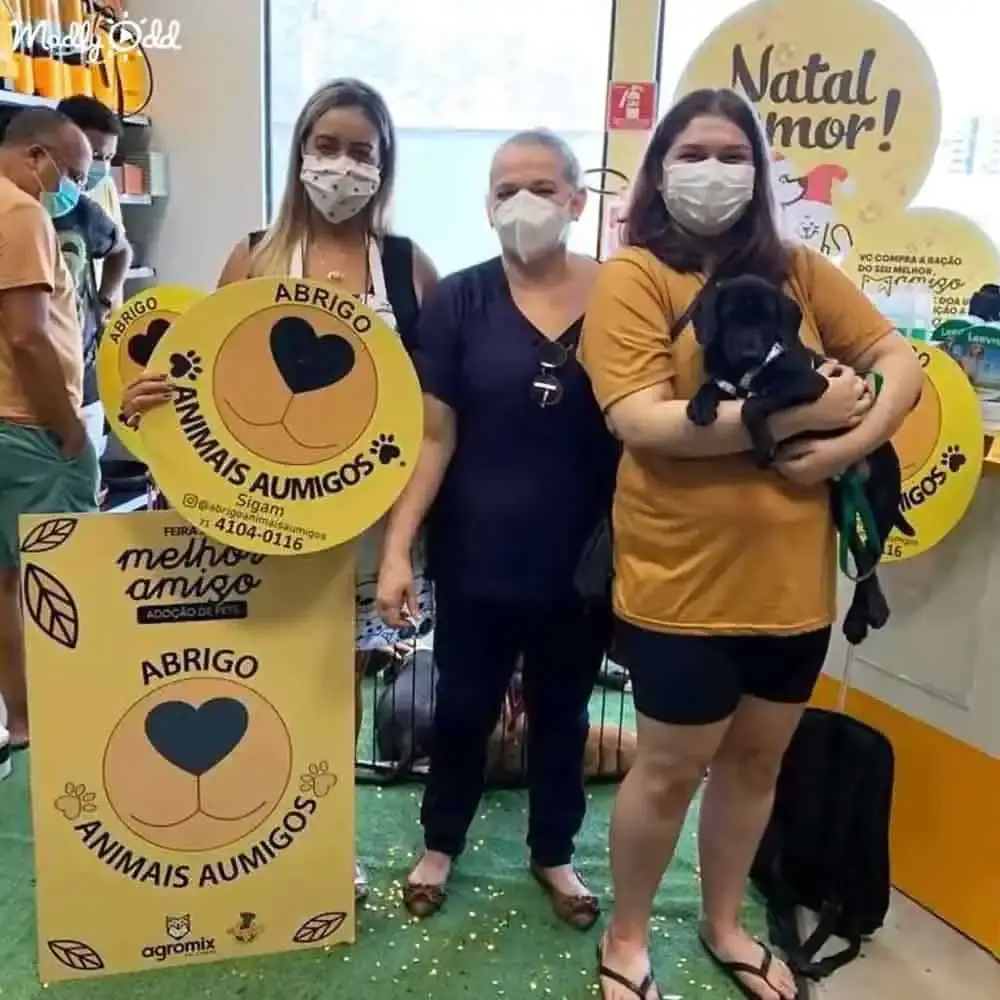 From Desperation to Joy: Paola the Mother Dog and Her Puppies Find a ...