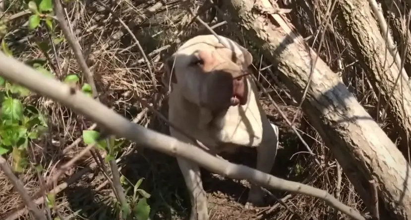 Abandoned Dog and Her Puppies Rescued From the Forest: A Journey of ...