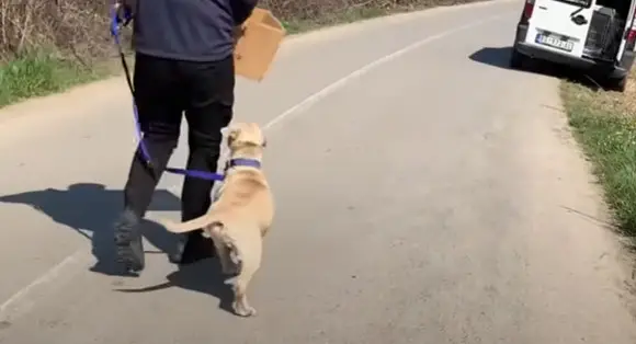 Abandoned Dog and Her Puppies Rescued From the Forest: A Journey of ...