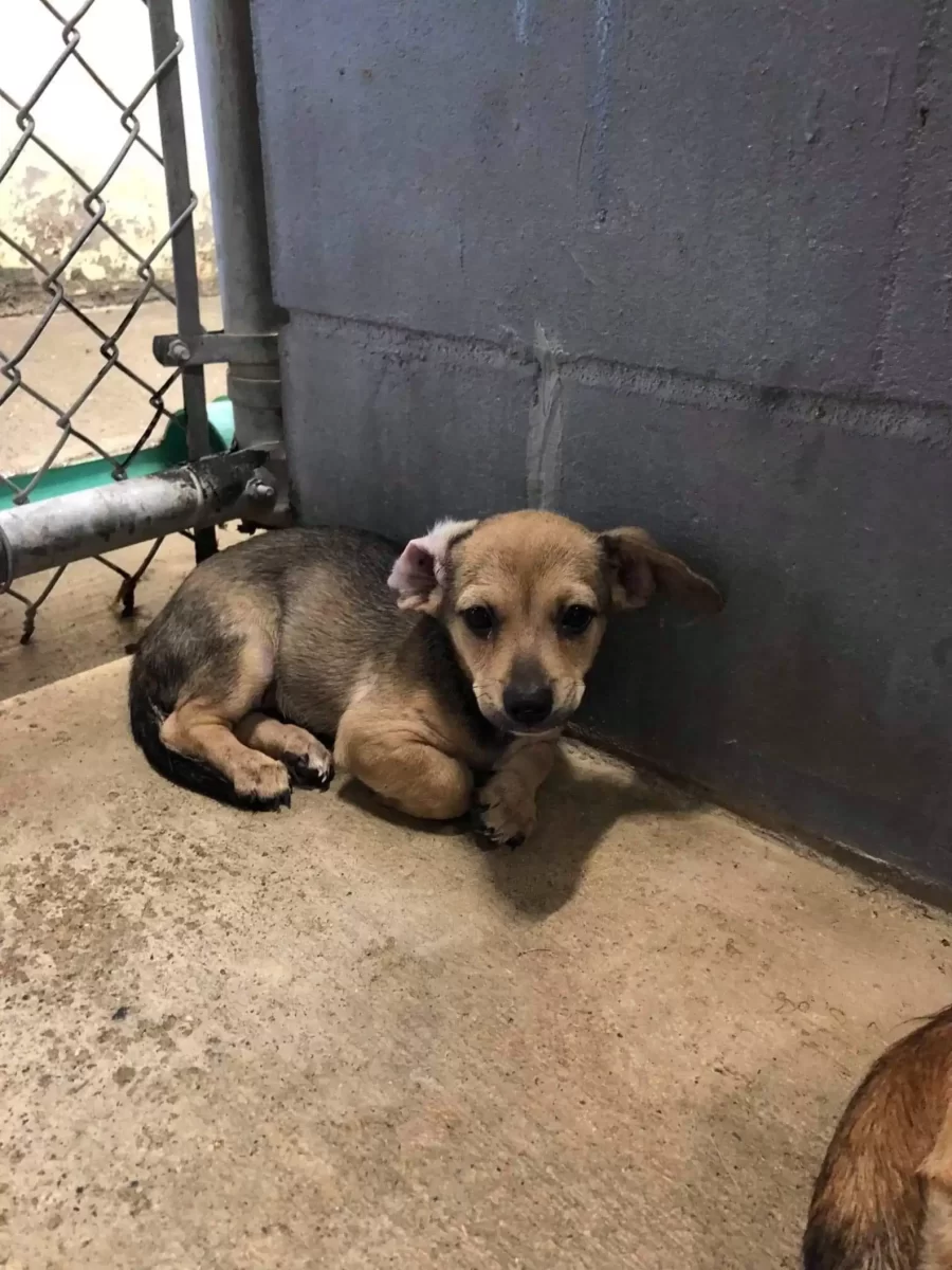 Mother Dog Clings to Her Puppy in Texas Shelter Until a Stranger ...