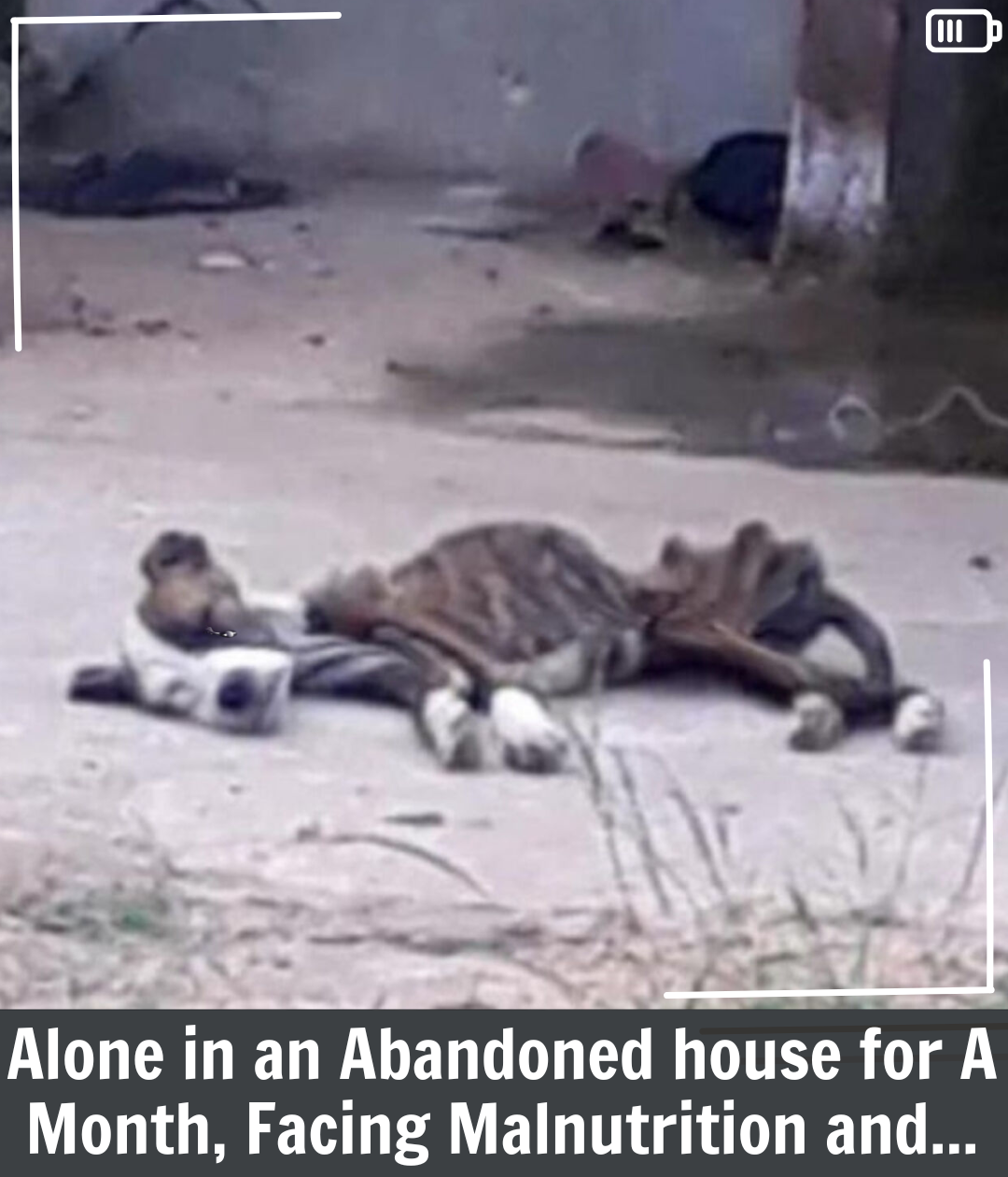 Heroic Rescue Saves Starving Puppy Abandoned for Over a Month in a ...