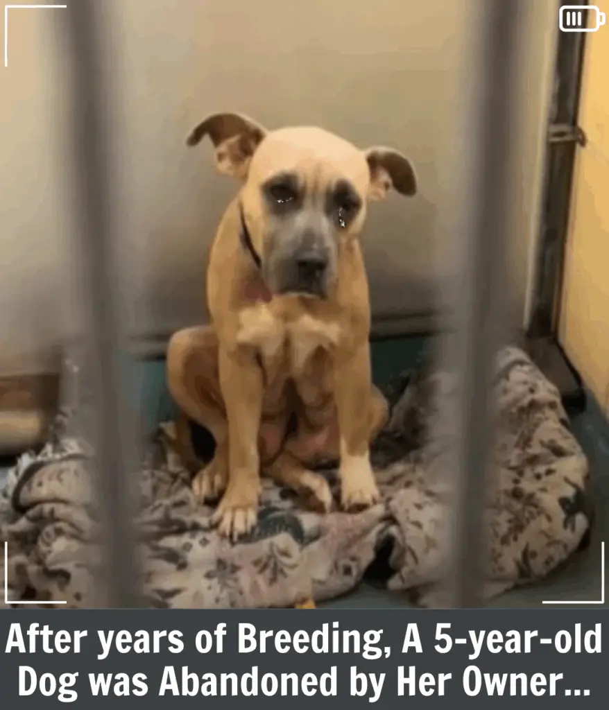 From Breeding Despair to a New Beginning: Chanel’s Journey Toward Love