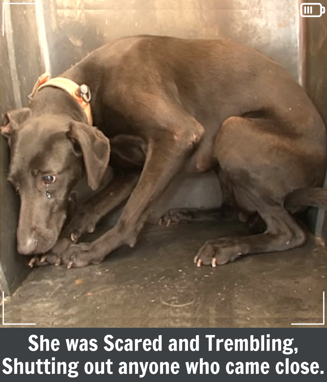 Abused Dog Withdraws From the World But Finds Hope in Love - Floor ...
