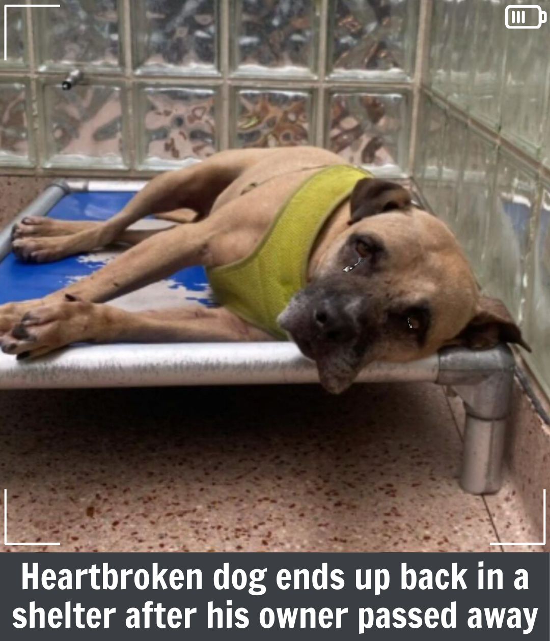 Heartbroken Dog Finds Himself Back in a Shelter After His Owner Passed ...