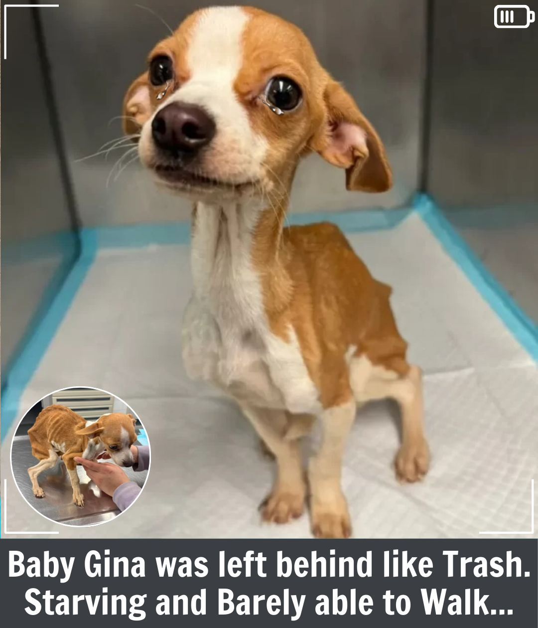 Starving Puppy Abandoned in Bronx Apartment Gets a Second Chance at ...