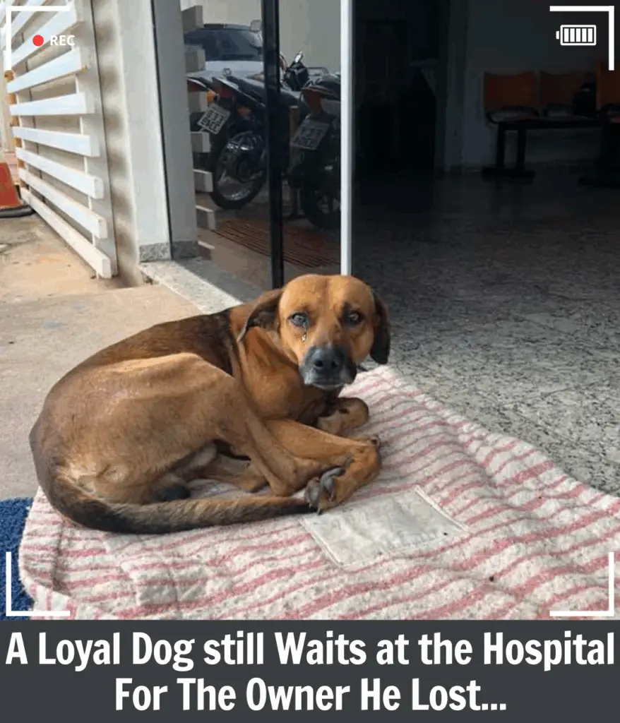 The Heartbreaking Loyalty of a Dog Who Refuses to Leave the Hospital ...