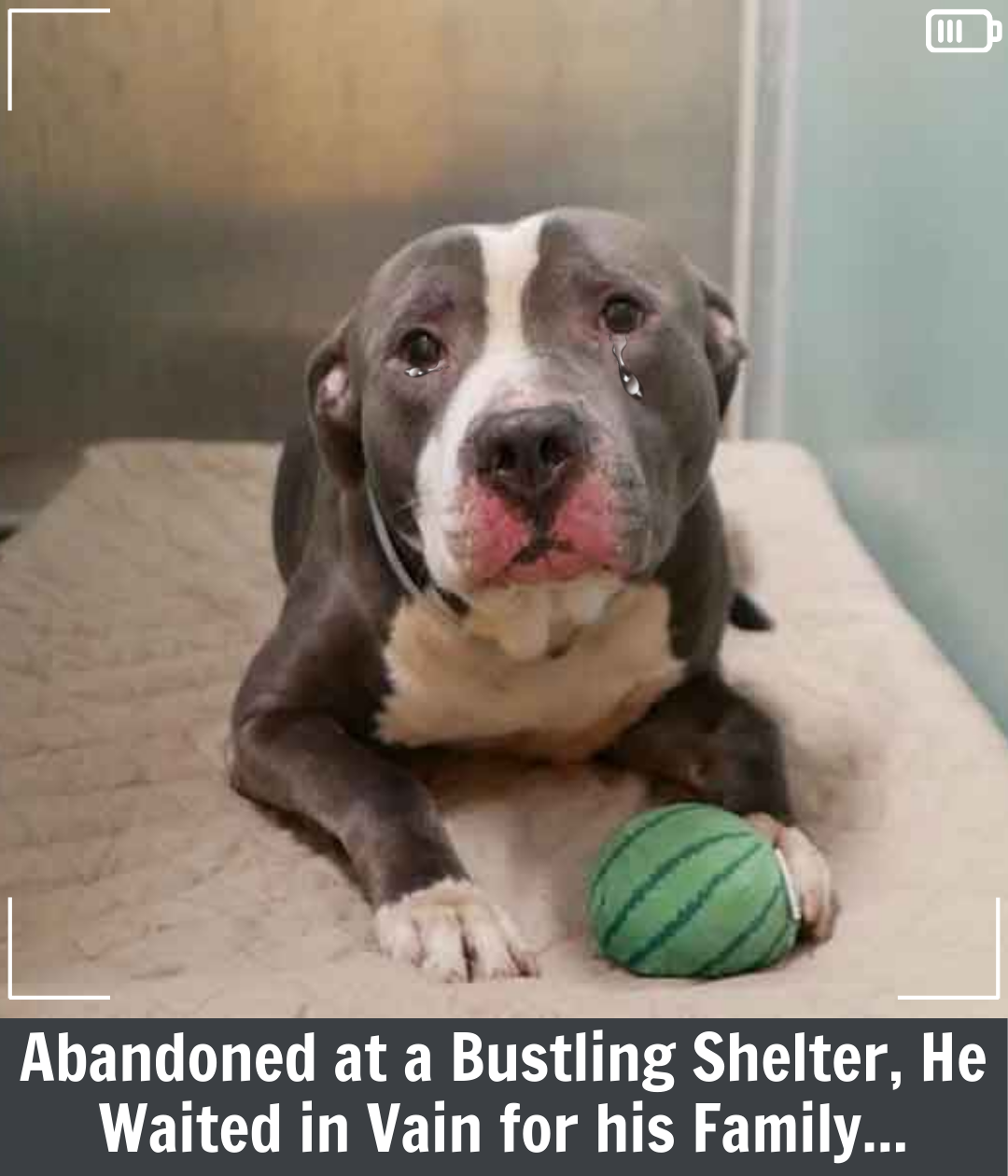 Loyal Pit Bull Abandoned by Family Finds Love Again Just in Time ...