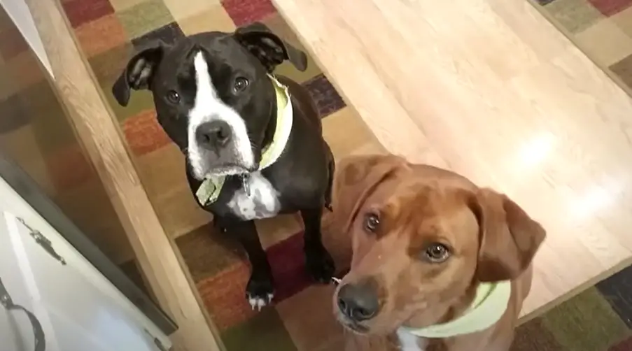 Heartwarming Photo Reunites Dogs with Compassionate New Owners