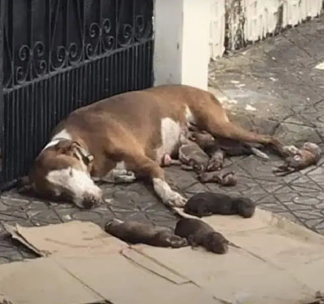 Courageous Mother Dog Fights for Her Puppies After Being Abandoned on ...