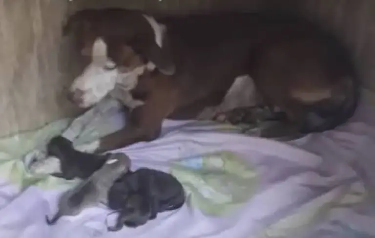 Courageous Mother Dog Fights for Her Puppies After Being Abandoned on ...