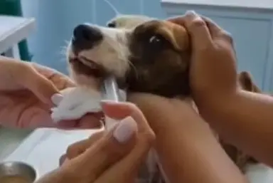 Heroic Rescue Saves Starving Puppy Abandoned for Over a Month in a ...