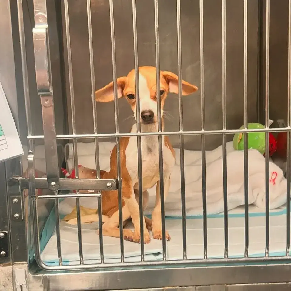 Starving Puppy Abandoned in Bronx Apartment Gets a Second Chance at ...