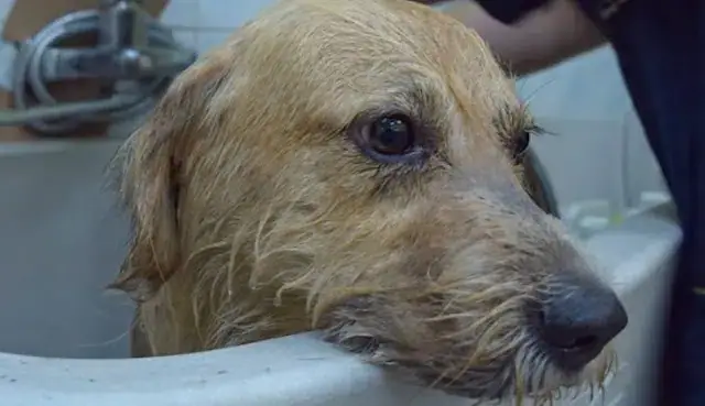 Dog Abandoned by Owner After Home Sale Finds Love and a New Family ...