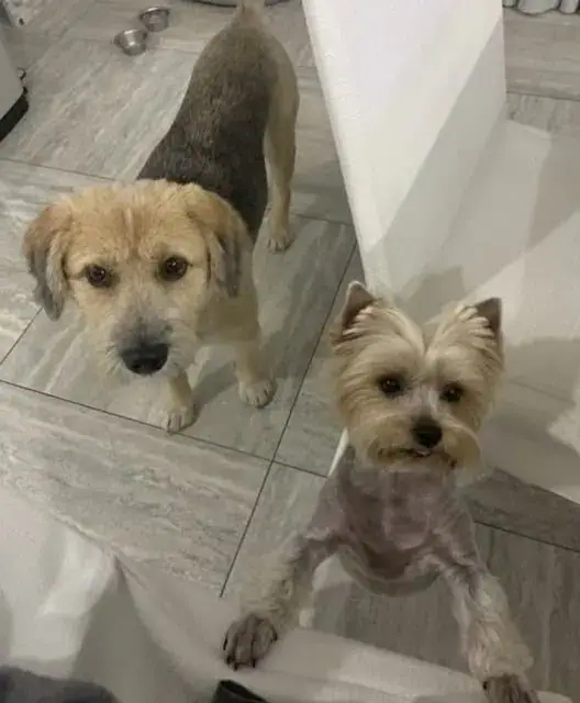Dog Abandoned by Owner After Home Sale Finds Love and a New Family ...