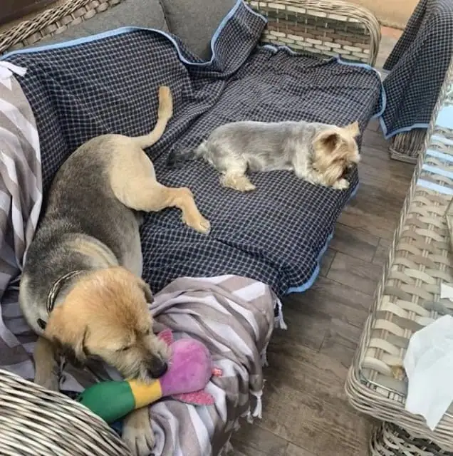 Dog Abandoned by Owner After Home Sale Finds Love and a New Family ...