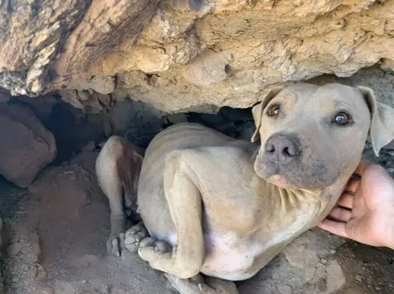 Miraculous Rescue: Abandoned Dog Found on Lookout Mountain in Arizona ...