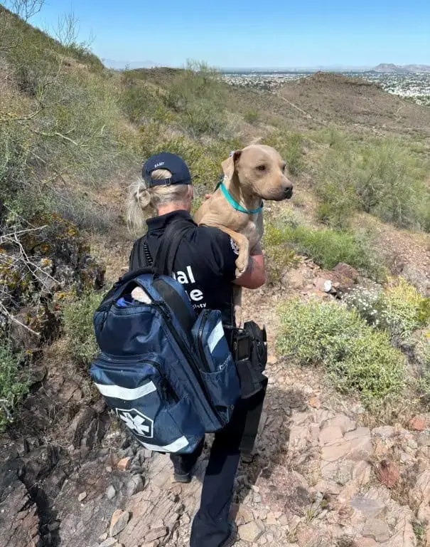 Miraculous Rescue: Abandoned Dog Found on Lookout Mountain in Arizona ...