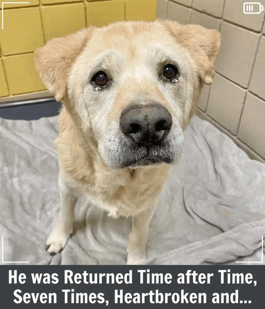 Senior Dog Returned 8 Times Finally Finds the Forever Home He Deserves ...