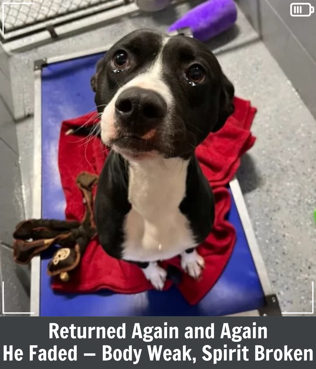 Abandoned Pit Bull Finds His Forever Family After Being Returned to the ...