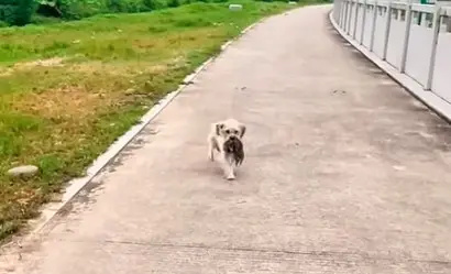 A Mother’s Plea: The Stray Dog Who Refused to Give Up - Floor Cleaning ...