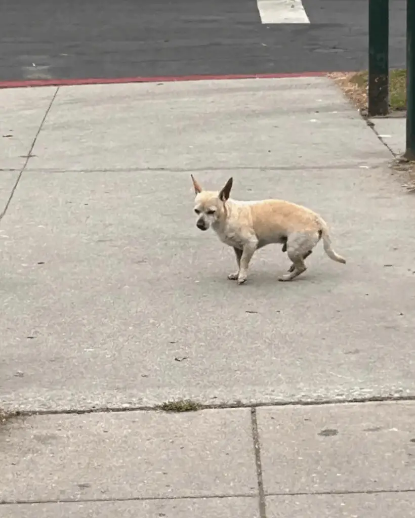 Loyal Dog Refuses to Leave the Spot Where His Family Abandoned Him ...