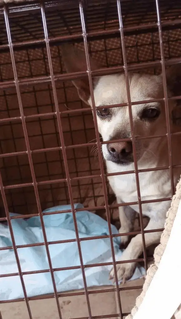 Loyal Dog Refuses to Leave the Spot Where His Family Abandoned Him ...