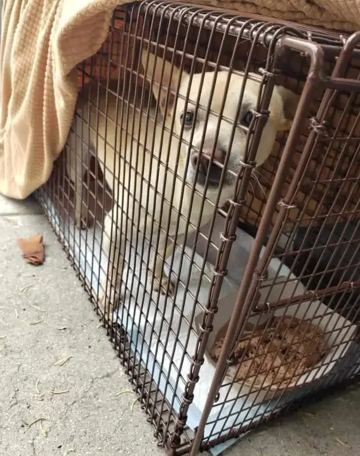Loyal Dog Refuses to Leave the Spot Where His Family Abandoned Him ...
